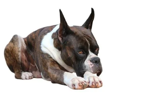 Boxer dog Stock Photos