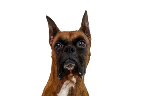 Boxer dog Stock Photos