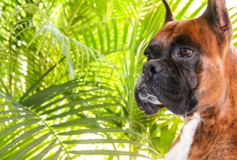 Boxer dog Foto stock