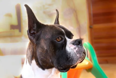 Boxer dog Stock Photos