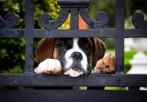 Boxer dog Stock Photos