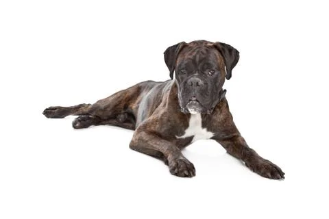 Boxer dog Stock Photos