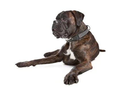 Boxer dog Stock Photos