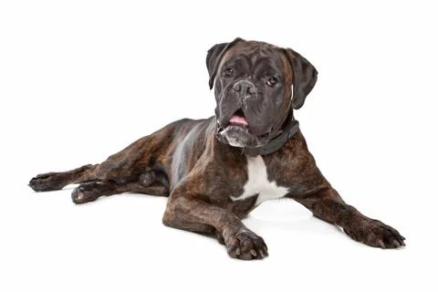 Boxer dog Stock Photos