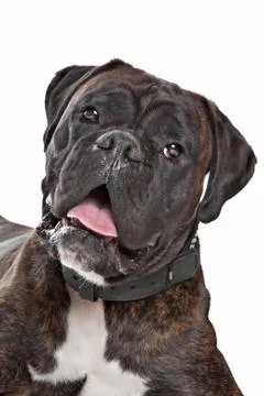 Boxer dog Foto stock