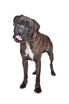 Boxer dog Stock Photos