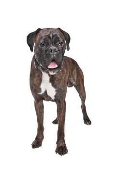 Boxer dog Stock Photos