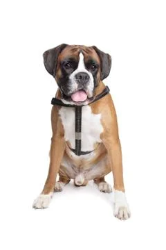 Boxer dog Foto stock