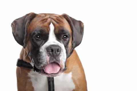 Boxer dog Stock Photos