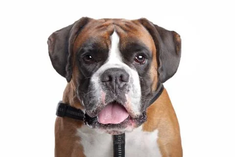 Boxer dog Stock Photos