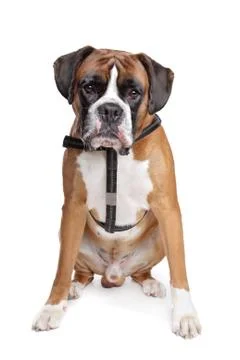 Boxer dog Stock Photos