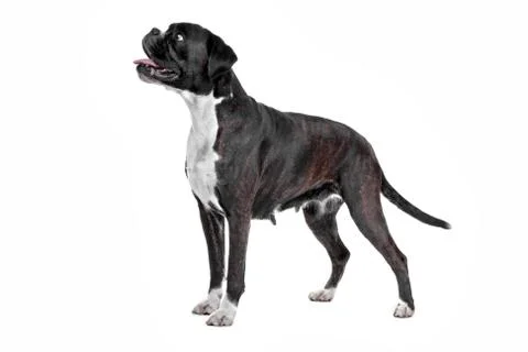 Boxer dog Stock Photos