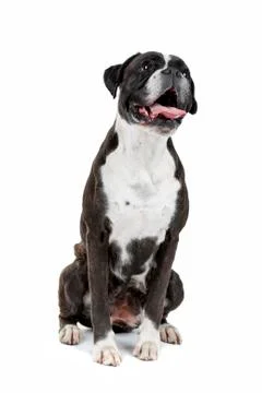 Boxer dog Stock Photos