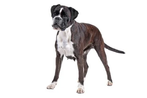 Boxer dog Stock Photos