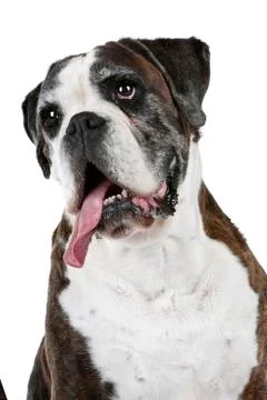 Boxer dog Stock Photos