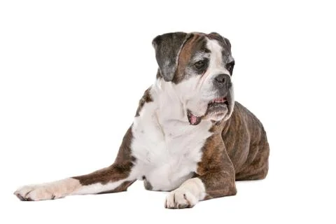 Boxer dog Stock Photos