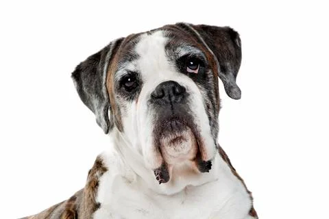 Boxer dog Stock Photos