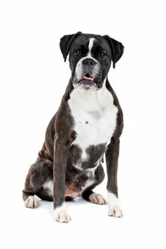 Boxer dog Stock Photos