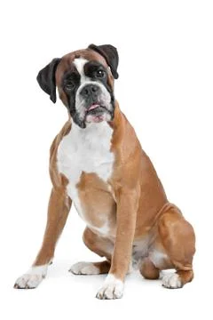Boxer dog Stock Photos