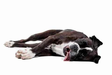 Boxer dog Stock Photos