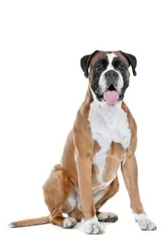 Boxer dog Stock Photos