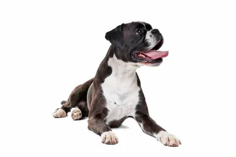 Boxer dog Stock Photos