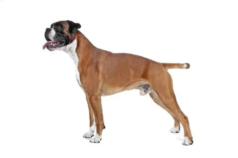 Boxer dog Stock Photos