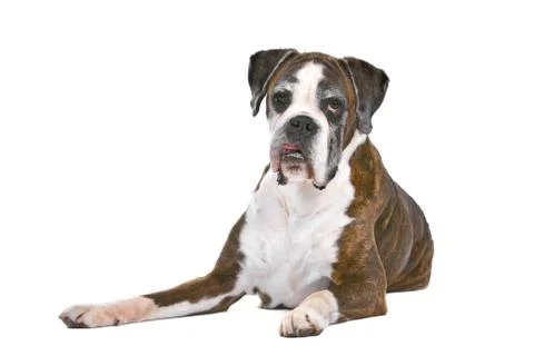 Boxer dog Stock Photos