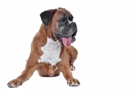 Boxer dog Stock Photos