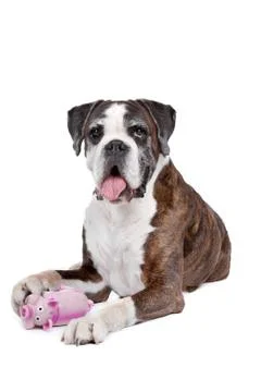 Boxer dog Stock Photos