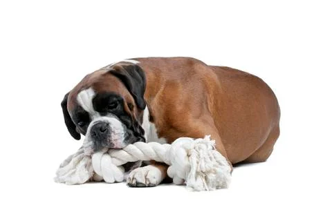 Boxer dog Stock Photos