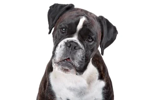 Boxer dog Stock Photos