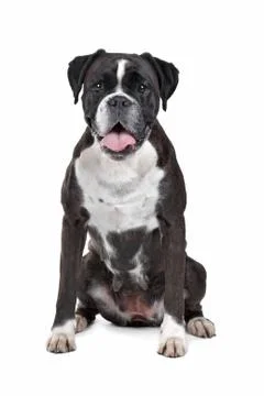 Boxer dog Stock Photos