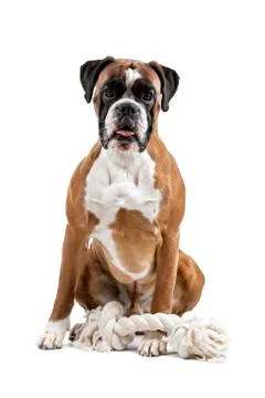 Boxer dog Stock Photos
