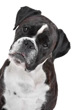 Boxer dog Stock Photos
