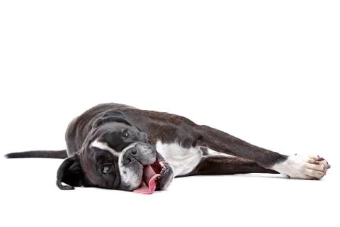 Boxer dog Stock Photos