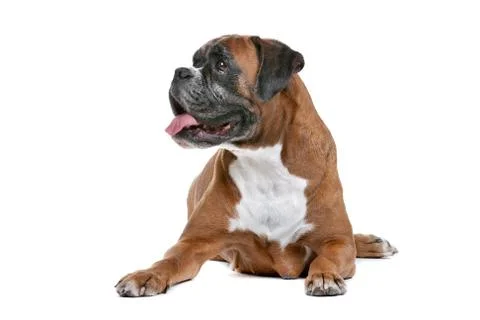 Boxer dog Stock Photos