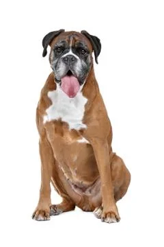 Boxer dog Stock Photos