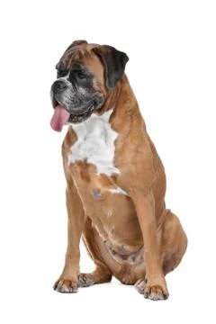 Boxer dog Stock Photos