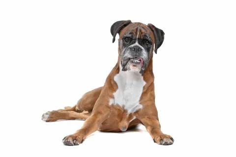 Boxer dog Stock Photos