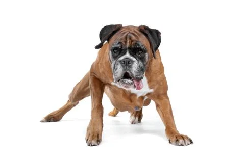 Boxer dog Stock Photos