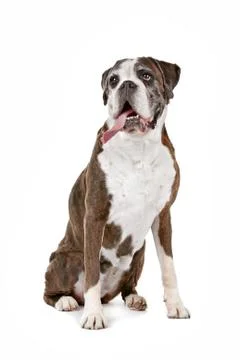 Boxer dog Stock Photos