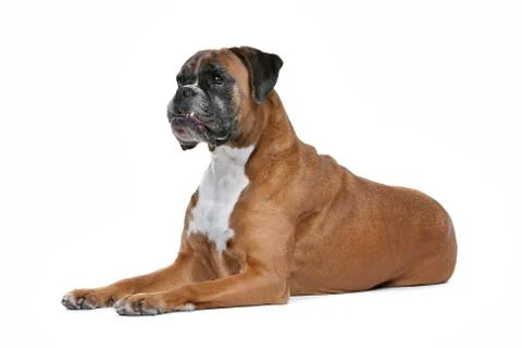 Boxer dog Stock Photos