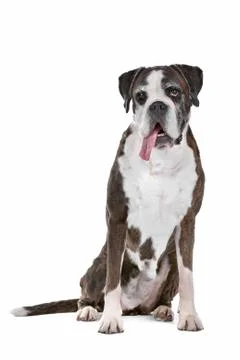 Boxer dog Stock Photos