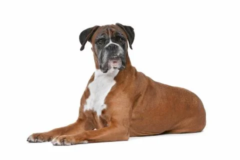 Boxer dog Stock Photos