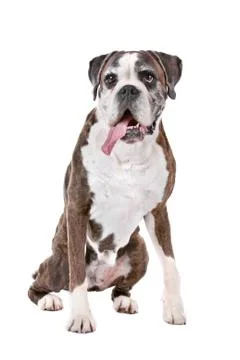 Boxer dog Stock Photos