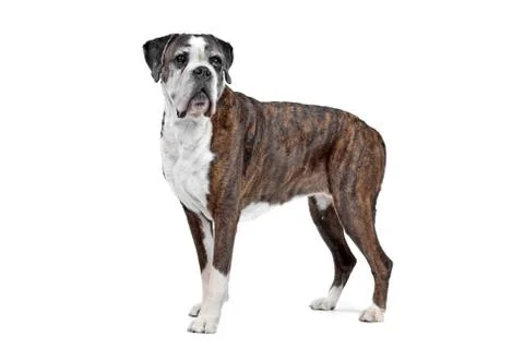 Boxer dog Stock Photos