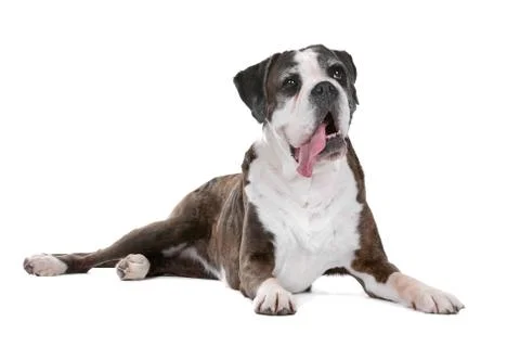 Boxer dog Stock Photos