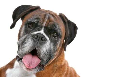 Boxer dog Stock Photos