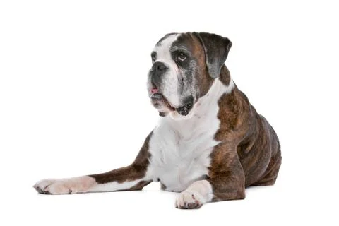Boxer dog Stock Photos
